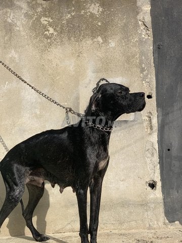 pointer anglais