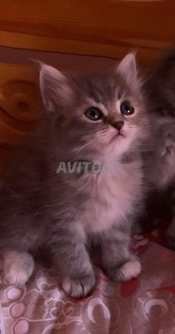 chat norvégien poil long 