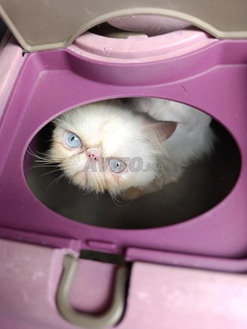 chat persan blanc