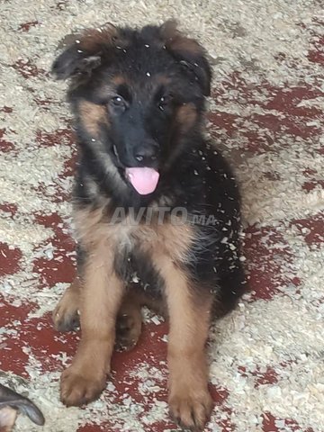 des chiots berger allemand pedigree à vendre 