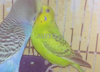 زوجين من طيور البادجي جاهزة للتزاوج