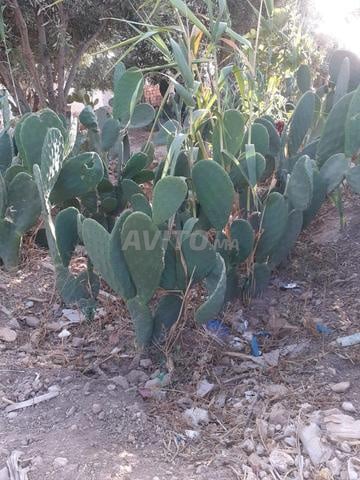 مشتل و نقلات الكرموس الهندي الطبيعي بيو بدون 