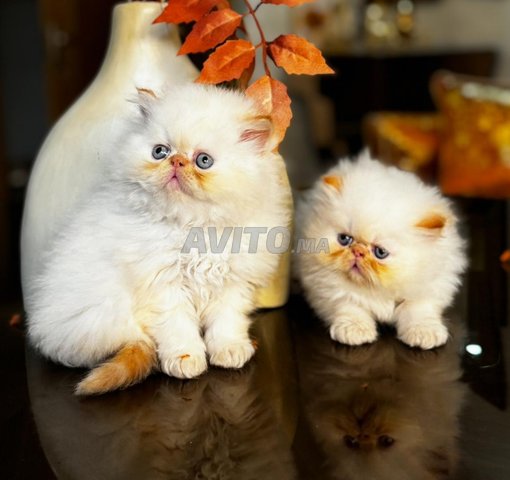 chaton persan himalyen 