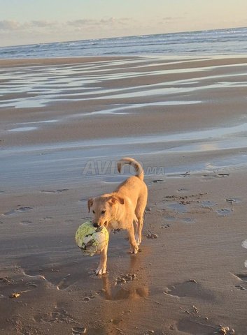 labrador american pure race