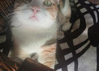 Une belle chatte charmante- vaccinée et castrée