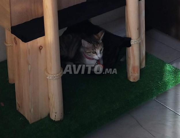 شجرة قطط - جنة قطتك الأليفة