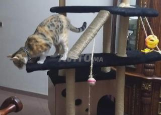 Arbre à Chat - Le Paradis de Votre Félin 