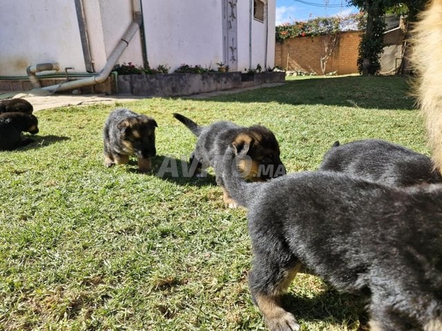 chiots berger allemand royal 