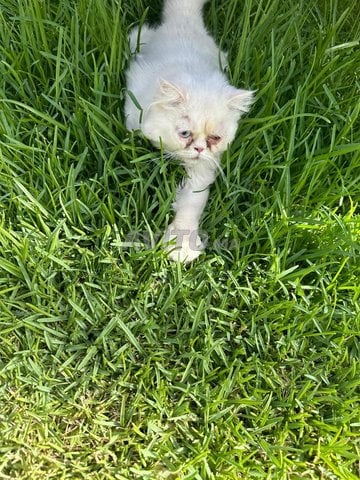 Chat exotic shorthair