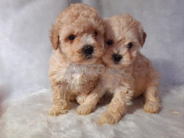 magnifique bébé canich toy
