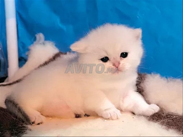 scoutch strayat bébé 