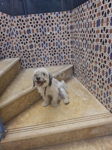 chien caniche à vendre
