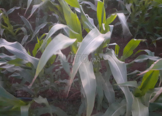 ارض فلاحية ممتازة للبيع مجهزة 