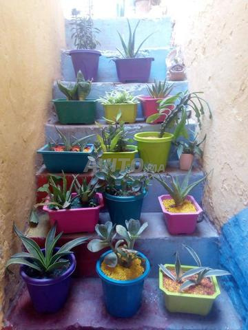  Aménagement végétal & décoration | Chater Plants - 2