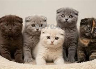 scottish fold chat