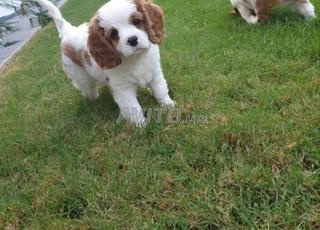 Cavalier King Charles