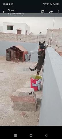 malinois charbonnier pur rass