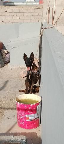 malinois charbonnier pur rass - 2