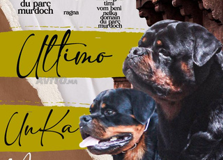 magnifiques chiots Rottweilers pedigree