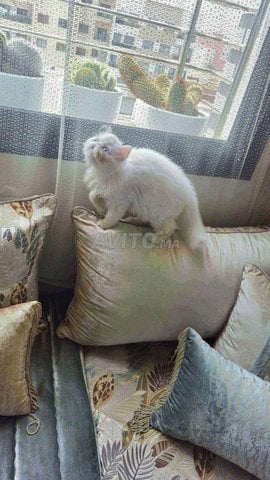 Magnifique Chaton Persan Femelle 3Mois et Demi