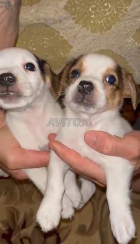 Jack russell