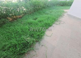 Duplex rez-de-jardin à Californie 