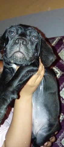 femelle cane corso noir âge 67j grande gabarit 