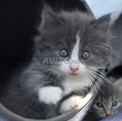 bébé chat norvégien 