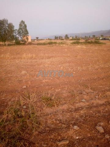 Terrain agricol titré 8 Hectare à vendre  - 2