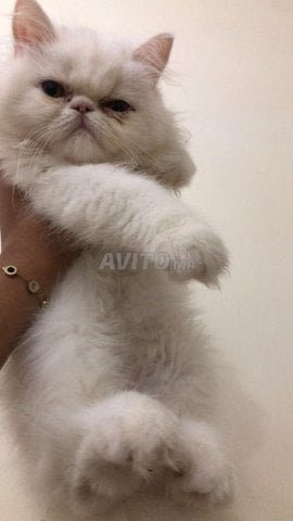 Deux chatons mâles 