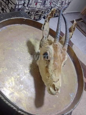 antique tête de gazelle 