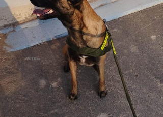 malinois origine