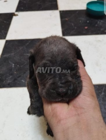 Chiots Cane Corso à Vendre – Parents Pedigree 💯