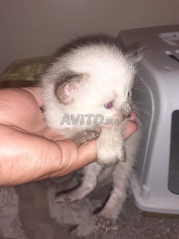 chat siamois 