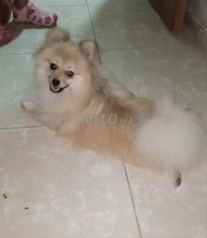 spitz Pomeranian 
