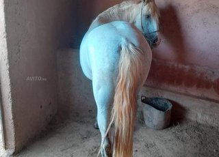 chevale  libgah marhba