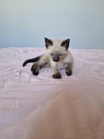 Chaton siamois pur race – 1 mois et demi