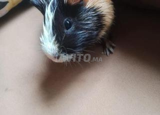 hamster(الخنزير الغيني)