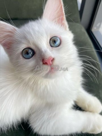 Chaton angora mâle – 1 mois et demi