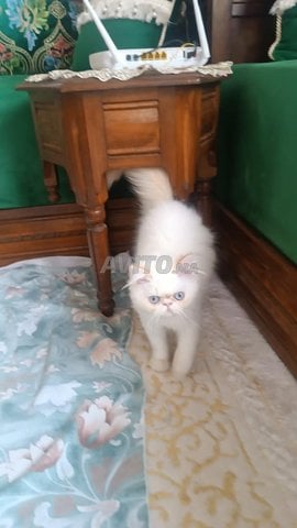 chaton persan 