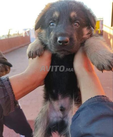 choit bébé berge allmand âge 45 j - 2