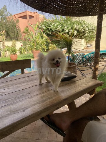Chiots spitz Pomeranian 