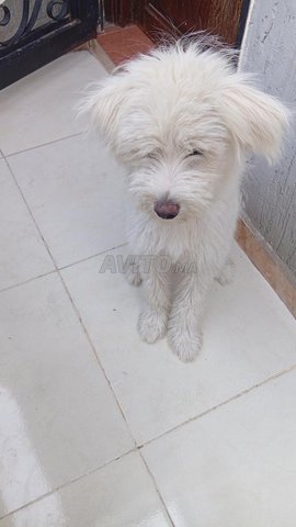 chien caniche à vendre 