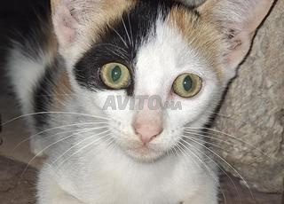 3 قطط نقية للتبني سلا / الرباط مجانا