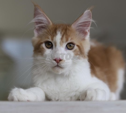 Chaton Maine Coon avec pedigree wcf 