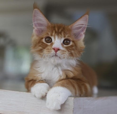 Chaton Maine Coon avec pedigree wcf 