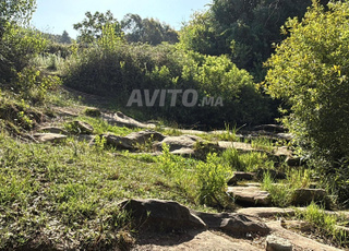 13 Héctares Agricoles à vendre