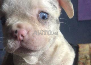 male et femelle bulldog exotique