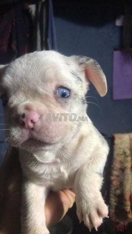 male et femelle bulldog exotique