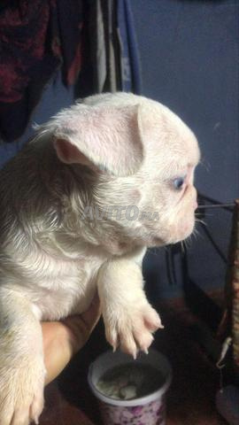 male et femelle bulldog exotique - 2